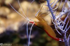 Crab (IMG 3325) Crab (IMG 3325)